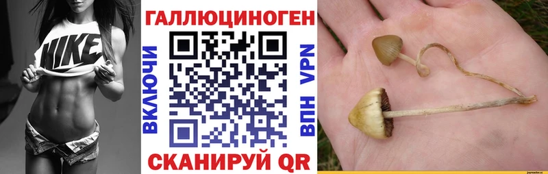 omg как зайти  Куйбышев  Псилоцибиновые грибы прущие грибы  даркнет как зайти  как найти закладки 